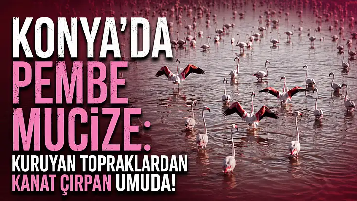 Konya'da pembe mucize: Kuruyan topraklardan kanat çırpan umuda!