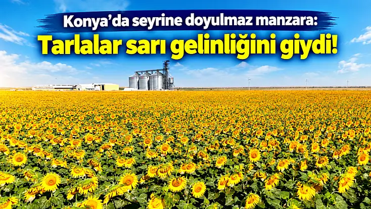 Konya'da seyrine doyulmaz manzara: Tarlalar sarı gelinliğini giydi!