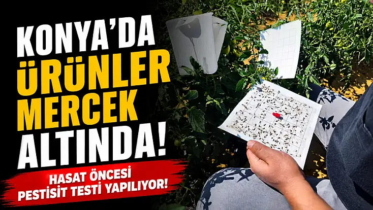 Konya’da ürünler mercek altında: Hasat öncesi pestisit testi yapılıyor!