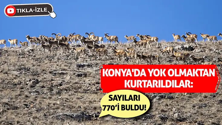 Konya'da yok olmaktan kurtarıldılar: Sayıları 770’i buldu!