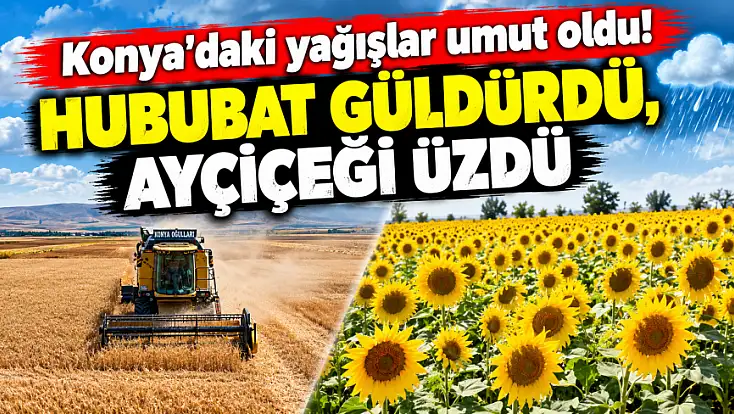 Konya'daki yağışlar umut oldu! Hububat güldürdü, ayçiçeği üzdü