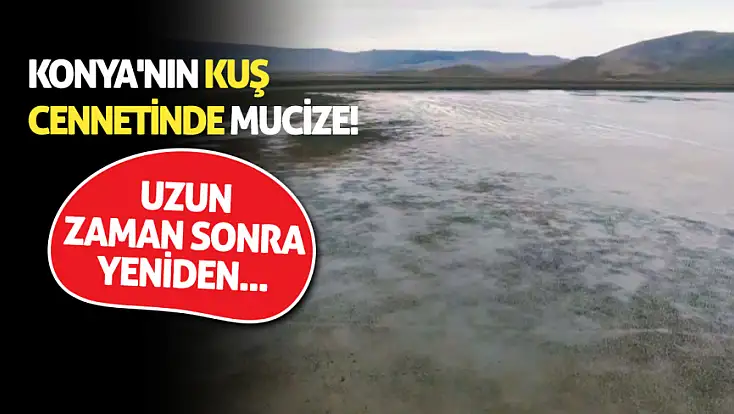 Konya'nın kuş cennetinde mucize! Uzun zaman sonra yeniden...