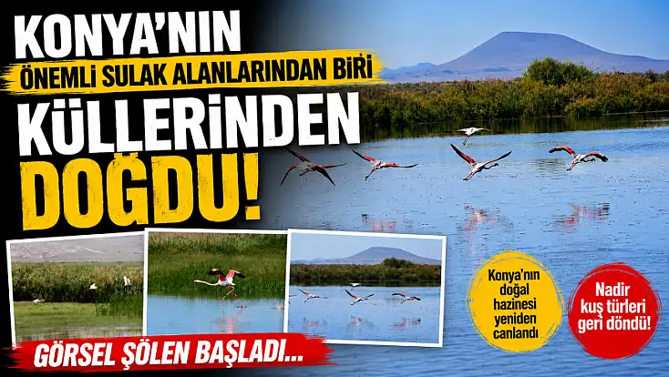 Konya'nın önemli sulak alanlarından biri küllerinden doğdu! Görsel şölen başladı...