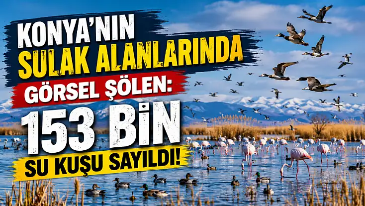 Konya'nın sulak alanlarında görsel şölen: 153 bin su kuşu sayıldı!