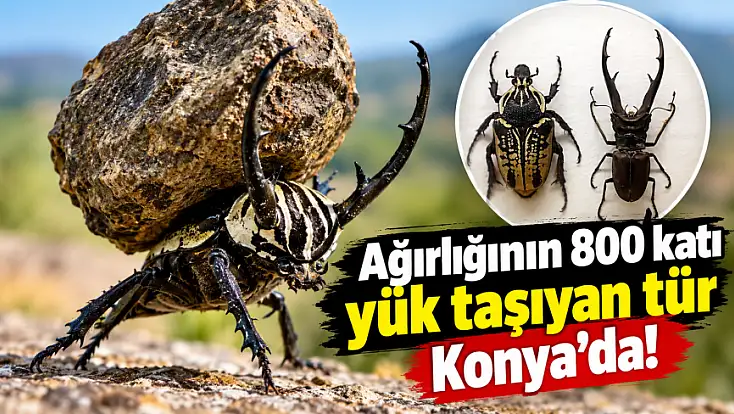 Konya'nın tropikal şehri... Buradaki türleri gören bir daha bakıyor!