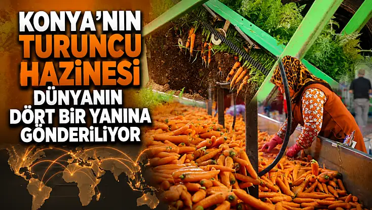 Konya'nın turuncu hazinesi dünyanın dört bir yanına gönderiliyor