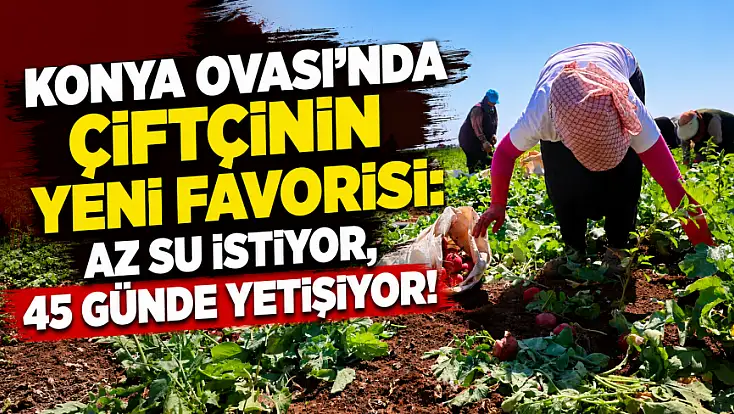 Konya Ovası'nda çiftçinin yeni favorisi: Az su istiyor, 45 günde yetişiyor!