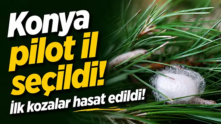 Konya pilot il seçildi! İlk kozalar hasat edildi!