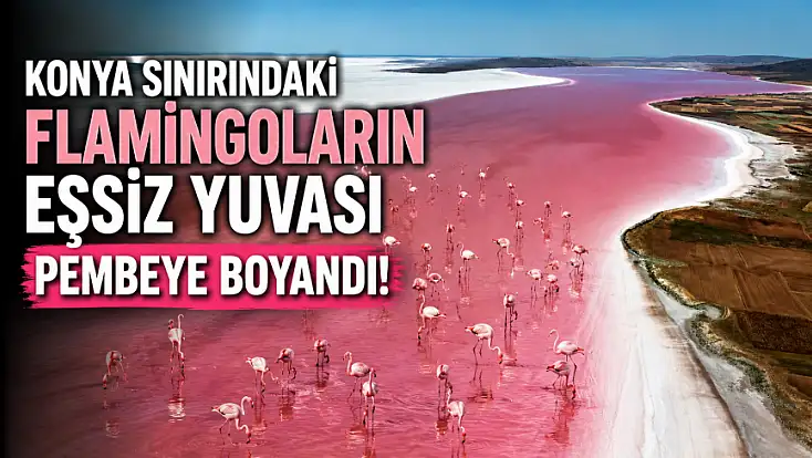 Konya sınırındaki flamingoların eşsiz yuvası pembeye boyandı!