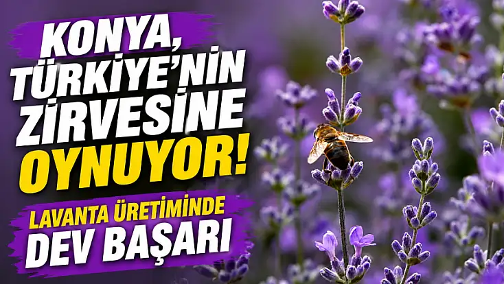 Konya, Türkiye'nin zirvesine oynuyor! Lavanta üretiminde dev başarı