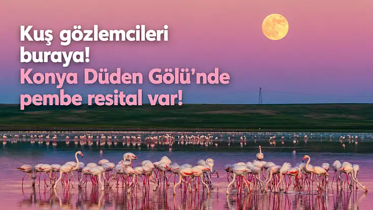 Kuş gözlemcileri buraya! Konya Düden Gölü’nde pembe resital var!