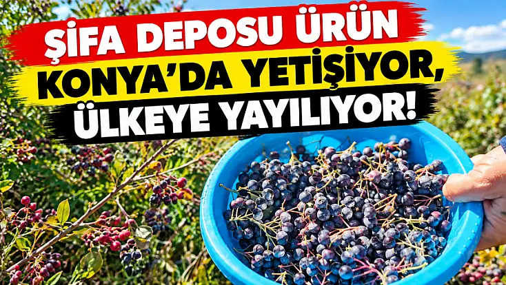 Şifa deposu ürün Konya'da yetişiyor, ülkeye yayılıyor!