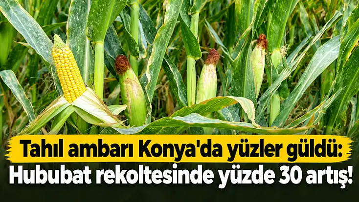 Tahıl ambarı Konya'da yüzler güldü: Hububat rekoltesinde yüzde 30 artış!