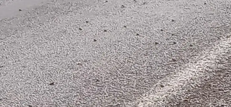 Binlerce kurbağa kara yolunu istila etti