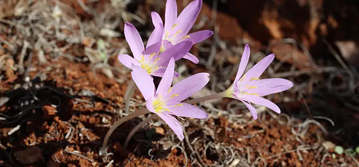 Bu çiçekleri koparmanın cezası 700 bin lira! İşte o bitkiler...