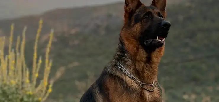 Bu köpeği bulana ödül verilecek! Sahibi yardım istedi