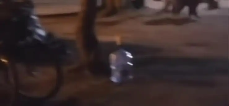 Çadır kuran ailenin yanına aç kalan ayı geldi