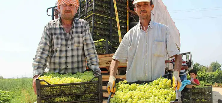 Dünyaca ünlü çekirdeksiz Sultani üzümde hasat tarihi belli oldu