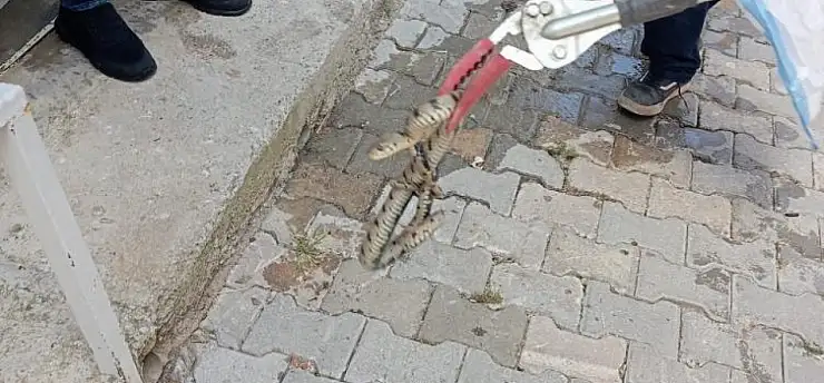 Eve giren yılan korkuttu