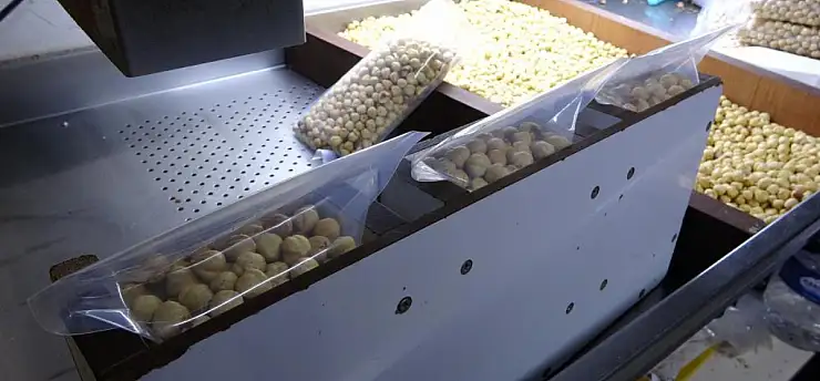 Fındıkta hasat sezonu tamamlandı