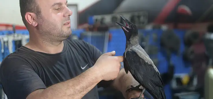 Karga ile tamircinin sıradışı dostluğu...Tamirhanede birlikte çalışıyorlar
