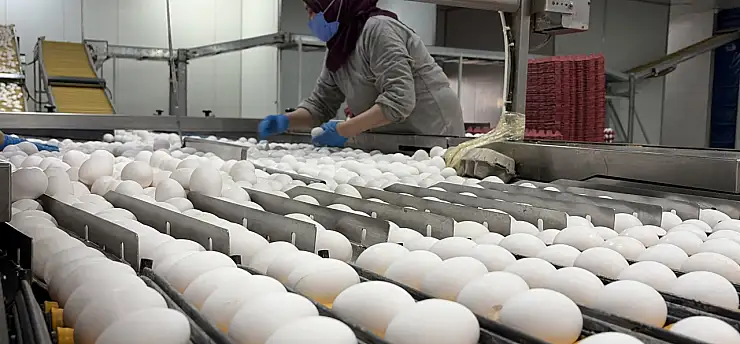 Yumurta üreticilerinin gözü Tahıl Koridoru'nda