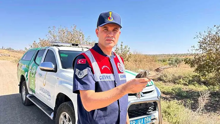 Kilis'te yaralı küçük balaban kuşu koruma altına alındı