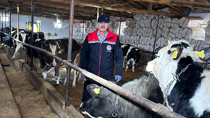 Konya'da şap ve brusella operasyonu: İkinci doz aşılar başladı!