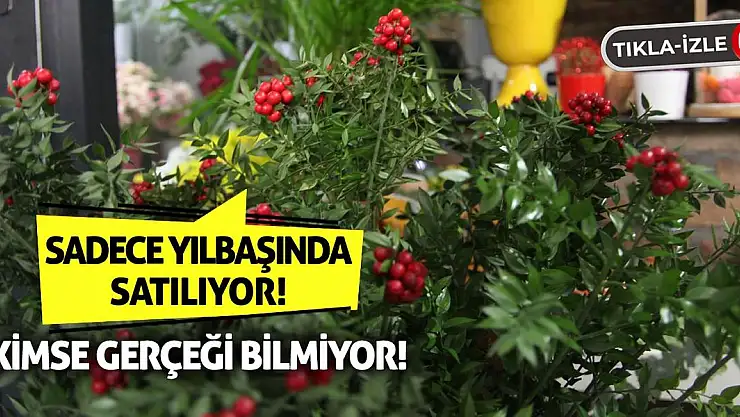 Sadece Yılbaşında Satılıyor! Kimse Gerçeği Bilmiyor!