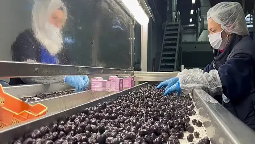 35 Milyon Dolarlık İhracatla 65 Ülkenin Sofrasında Yeni Hedef Orta Doğu Pazarı