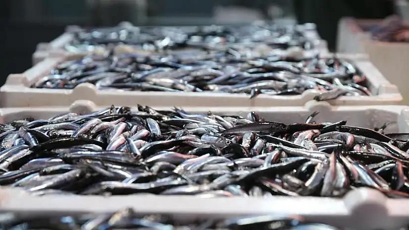 Balıkçıların yüzünü hamsi güldürdü