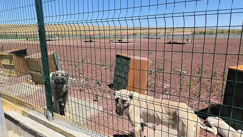 Konya Büyükşehir vatandaşları uyardı: Sahiplendirme dolandırıcılığına dikkat!