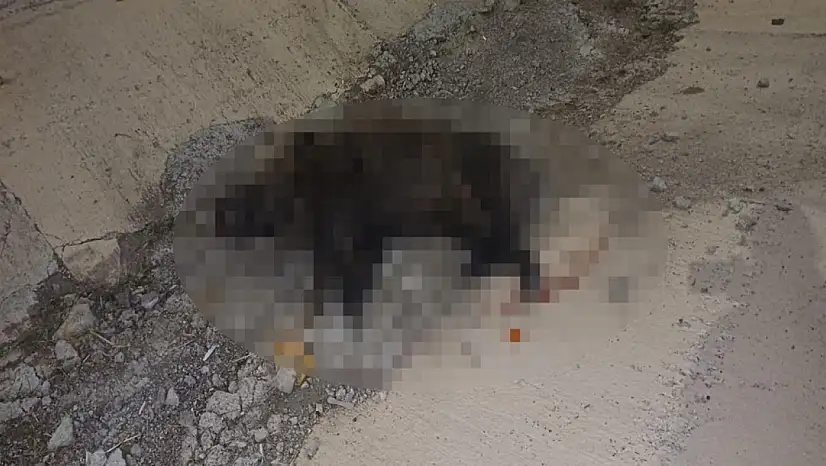 Konya'da korkunç kaza! Yola fırlayan domuz, ölümü getirdi