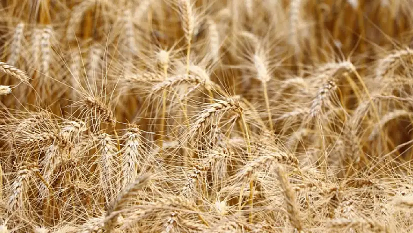 Su yetersizliği buğdayda verimi yüzde 40'a kadar düşürebilir