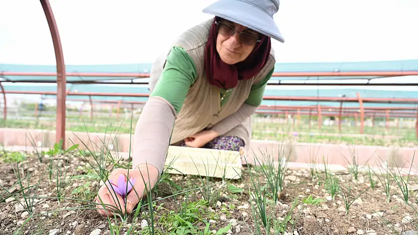 Başkan Altay müjdeyi verdi: Çiftçimize alternatif gelir kapısı açıyoruz!