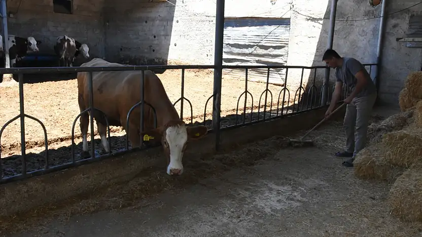 Geleceği memleketinde gördü: Konyalı genç bakanlık desteğiyle hayvancılıkta vites yükseltti