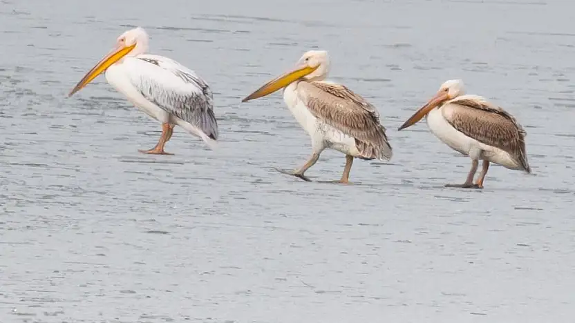 Göl dondu, pelikanlar gitmedi: Beyşehir'de görülmemiş manzara!