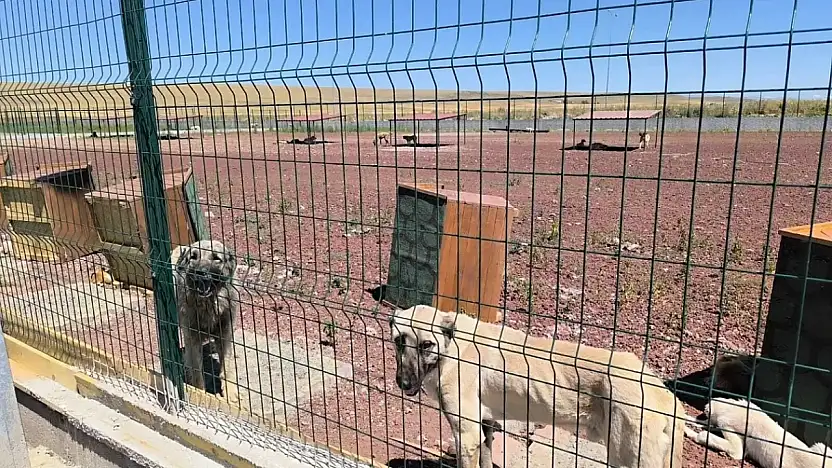 Konya Büyükşehir vatandaşları uyardı: Sahiplendirme dolandırıcılığına dikkat!