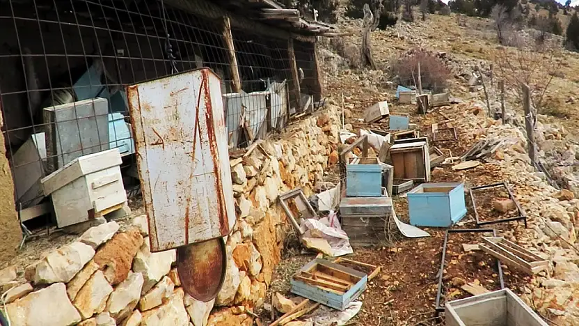 Konya'da ayı alarmı! Arıcılar yardım istedi