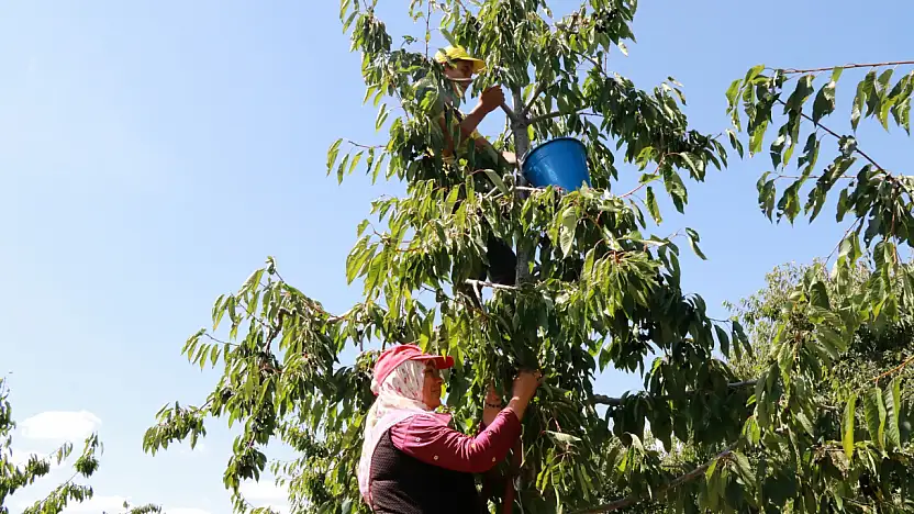Konya'da eylülde kiraz hasadı! Hadim'in kirazı dünyaya açılıyor