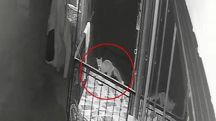 Konya'da kaybolan terliklerinin peşine düştü: Gerçek kamera kayıtlarında ortaya çıktı!