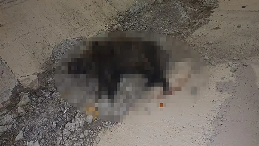 Konya'da korkunç kaza! Yola fırlayan domuz, ölümü getirdi