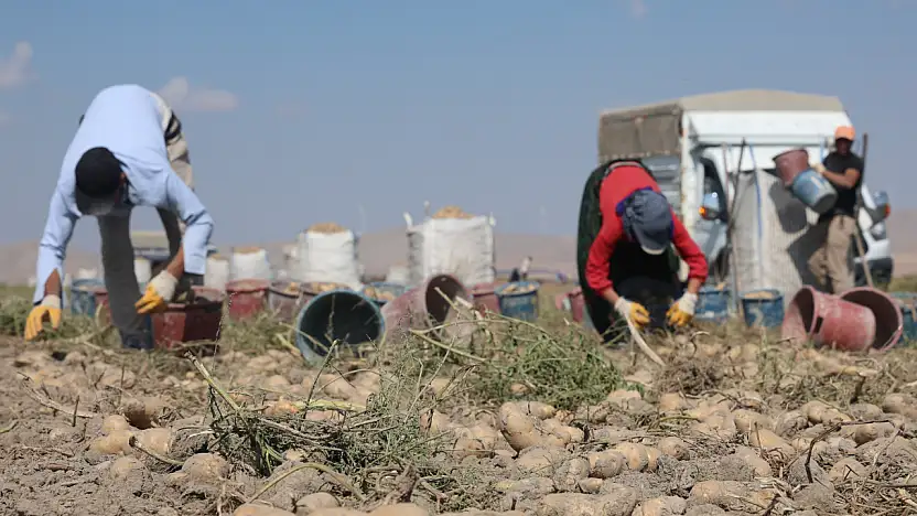 Konya'da patates için yeni dönem! Gözler yerli tohuma çevrildi