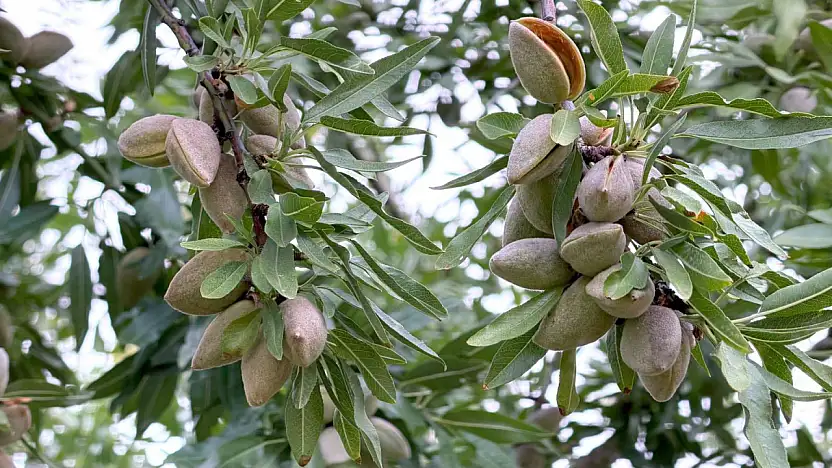 Konya'da üreticinin yüzü güldü: Alternatif arıyorlardı çözümü bademde buldular!