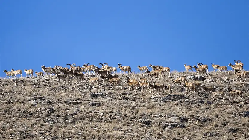 Konya'da yok olmaktan kurtarıldılar: Sayıları 770'i buldu!