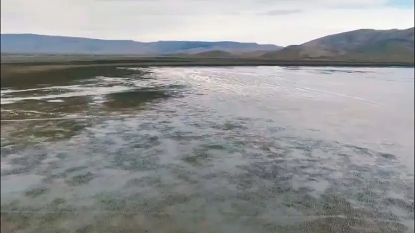 Konya'nın kuş cennetinde mucize! Uzun zaman sonra yeniden...