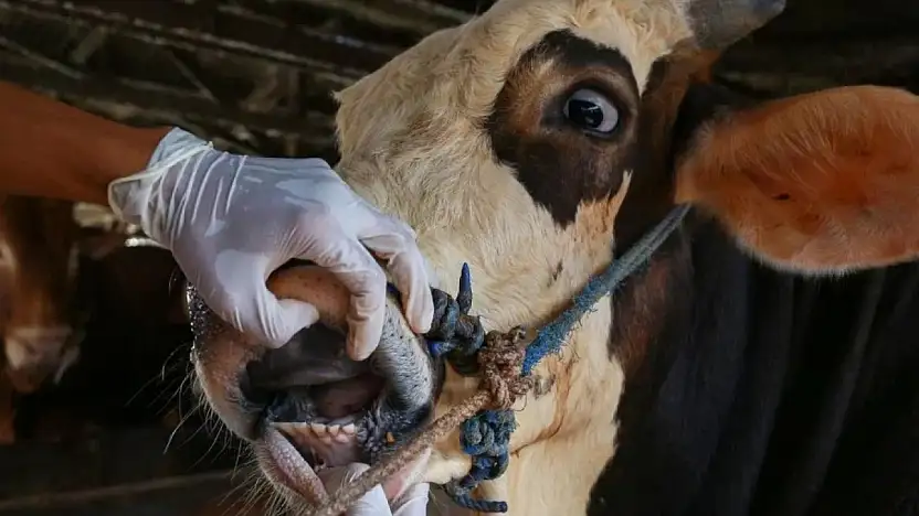 Konyalı yetiştiricilere kritik şap uyarısı: Yeni varyanta dikkat!