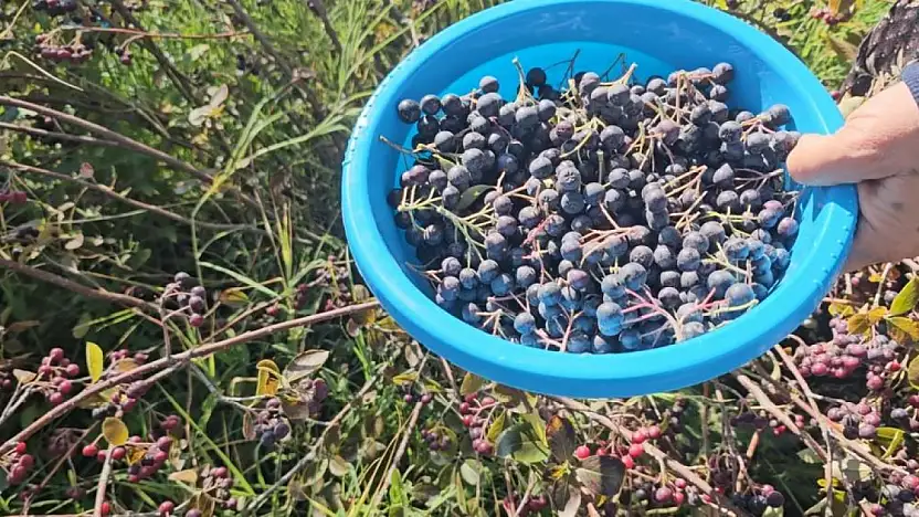 Şifa deposu ürün Konya'da yetişiyor, ülkeye yayılıyor!