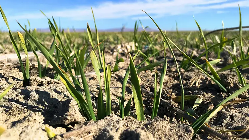 Tahıl ambarında su stresi kapıda! Konya Ovası kar yağışına muhtaç!