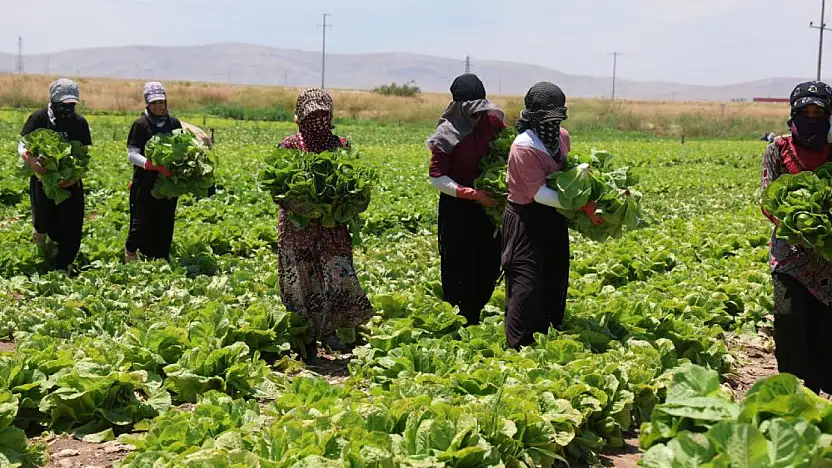 Tarlada 5, markette 50 lira! Konyalı üretici feryat etti...